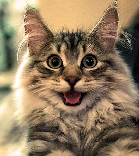 Tip: don't let anyone steal your joy today. 💙