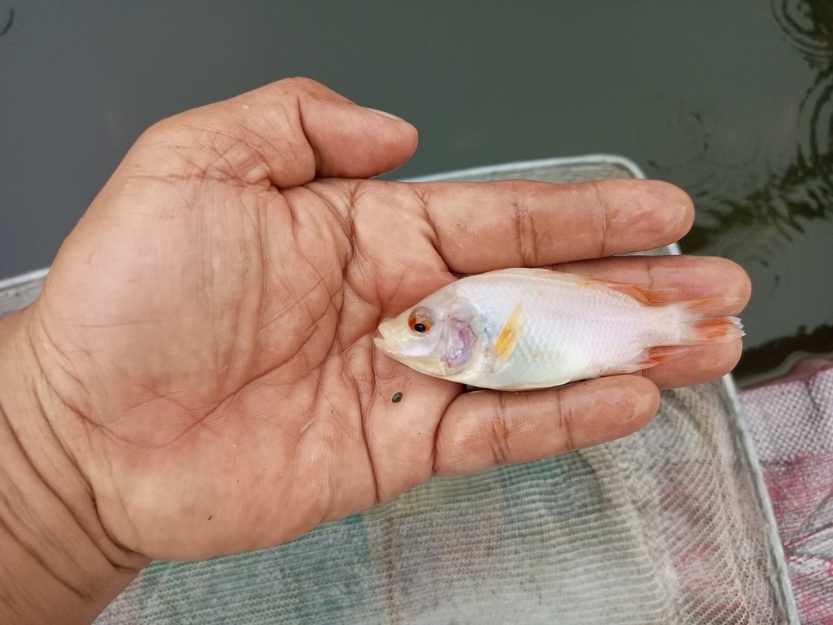 jamalusjamal1's tweet photo. Kamis 09/10/25 Jamalus luhkan kota Binjai pendampingan pembinaan Pokdakan Anugerah lele kelurahan Sukamaju kec. Binjai barat. Pasar bibit ikan sebanyak 2000 ekor uk. 3-5 cm harga Rp. 550.
#GiatluhkansatmingkalMDN
#luhlapor
#bpppmedan
#disketapangtan https://t.co/JswUHQrVBM