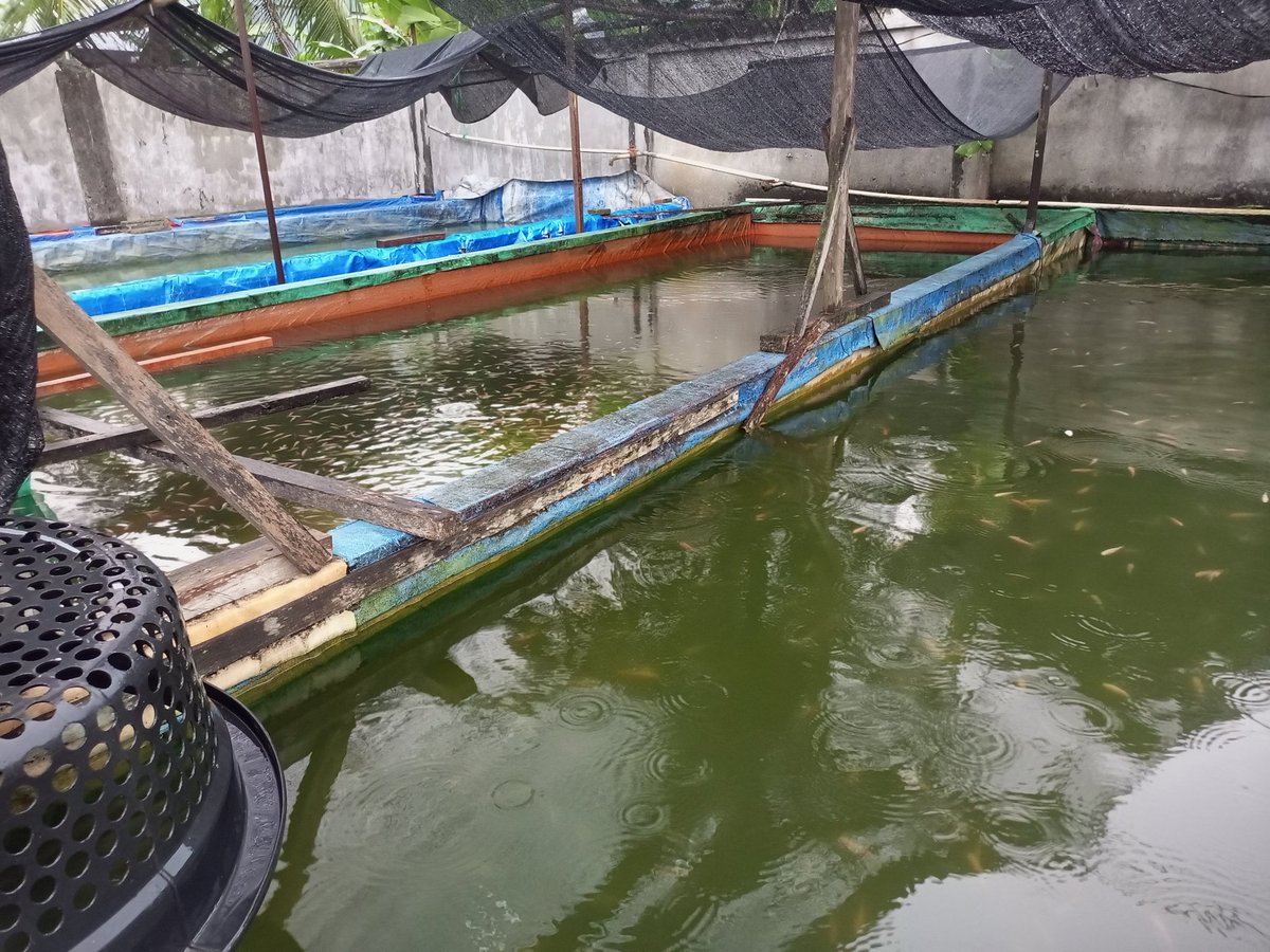 jamalusjamal1's tweet photo. Kamis 09/10/25 Jamalus luhkan kota Binjai pendampingan pembinaan Pokdakan Anugerah lele kelurahan Sukamaju kec. Binjai barat. Pasar bibit ikan sebanyak 2000 ekor uk. 3-5 cm harga Rp. 550.
#GiatluhkansatmingkalMDN
#luhlapor
#bpppmedan
#disketapangtan https://t.co/JswUHQrVBM
