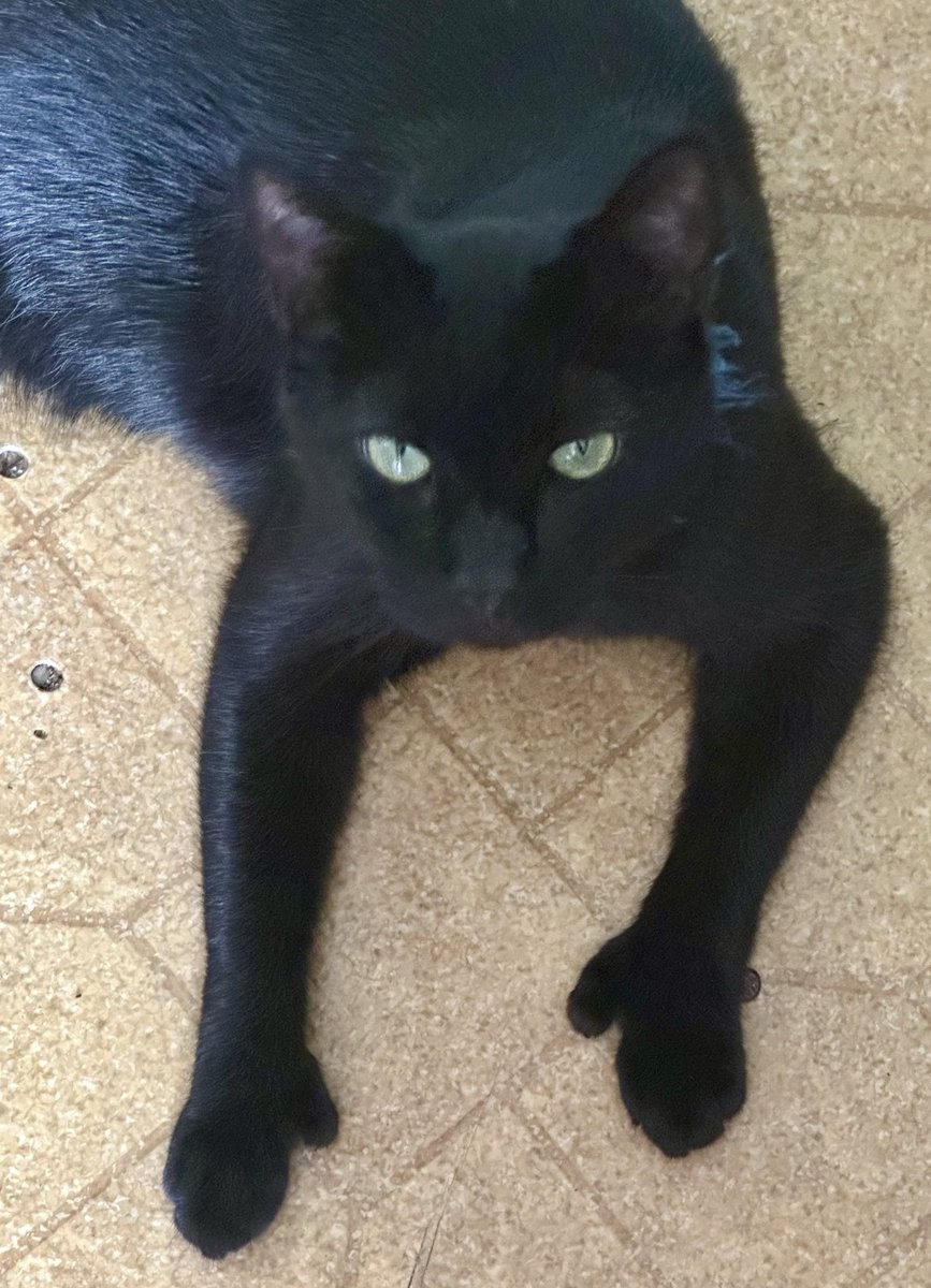 Hi there furiends!  Me, Boots, very happy to report the Binxster is feeling much better lately.  And, me thought this be a purrfect opportunity to show off mine paws again!  😻🐈‍⬛🐾🐈‍⬛😻