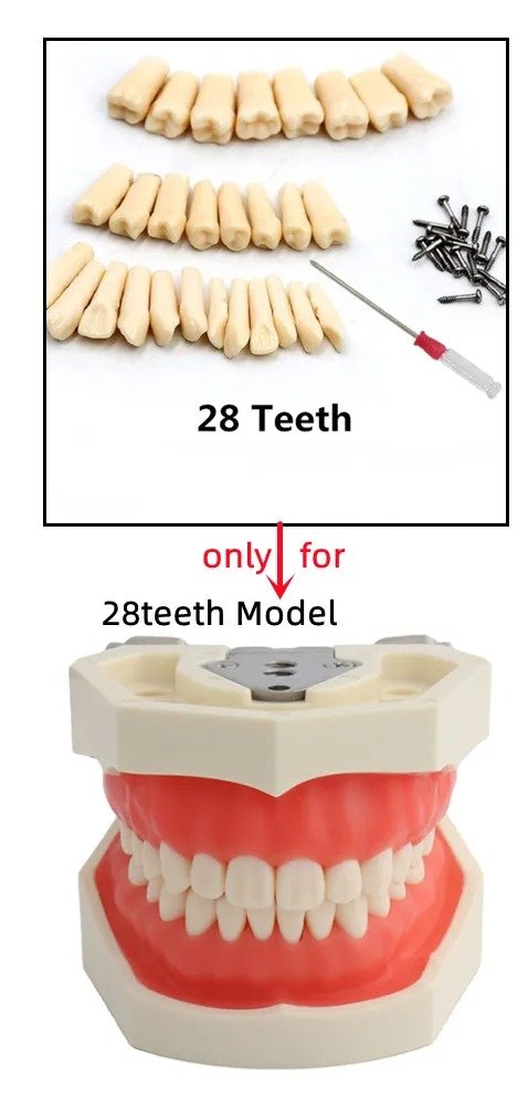 Dental Typodont Practice Removable teeth
✅ Package Includes:

28 × Removable Dental Typodont Teeth

1 × Set of Fixing Screws

1 × Mini Screwdriver
Order: medicstudio.pk/product/dental…