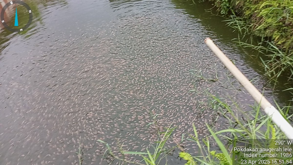 jamalusjamal1's tweet photo. Rabu 23/04/25 Jamalus luhkan kota Binjai pendampingan pembinaan Pokdakan Anugerah lele Kel Sukamaju kec. Binjai barat permintaan bibit ikan nila sebanyak 3000 ekor uk. 3-5 cm harga Rp. 550 Langkat
#giatluhkansatmingkalMDN
#luhlapor
#bpppmedan
#disketapangtanbinjai https://t.co/9gmXVN22eF