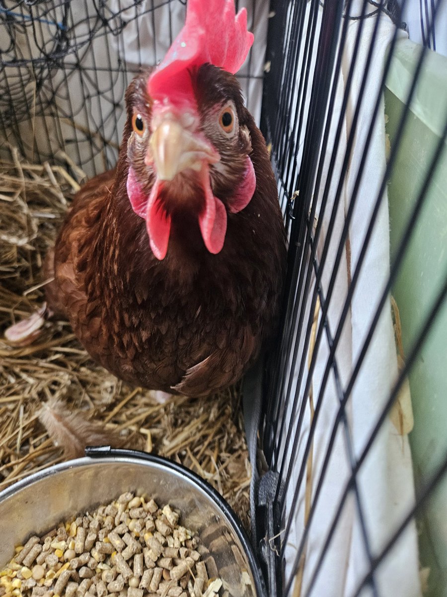 Rstrboy's tweet image. Girl's comb so big she solos most roosters