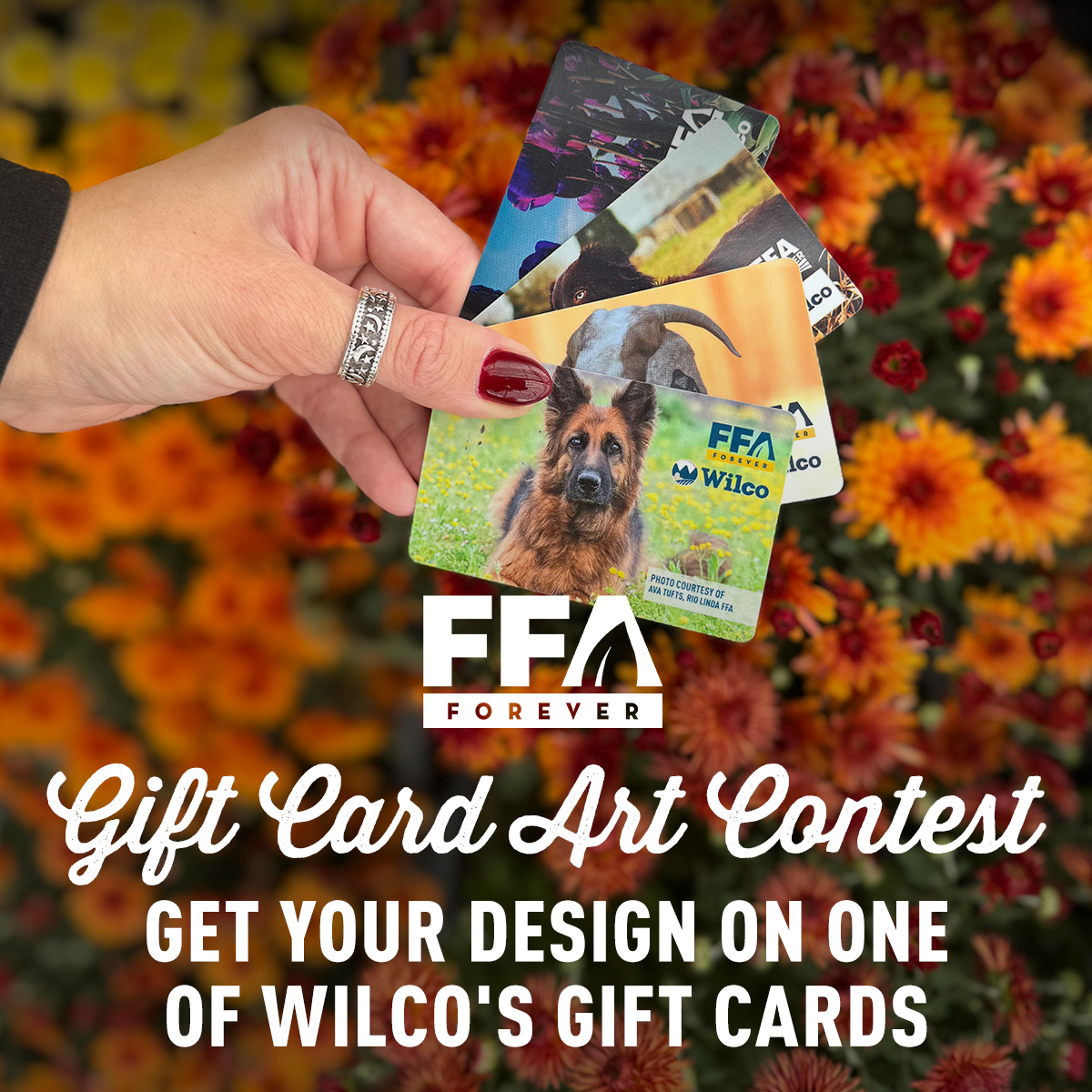 Get YOUR design on one of Wilco’s gift cards! The 2026 FFA Gift Card Art Contest is now open for entries. Any current FFA Member in Washington, Oregon, or California can enter to win by submitting a jpeg file of their art, drawing or photo, before Saturday, January 31st, 2026: