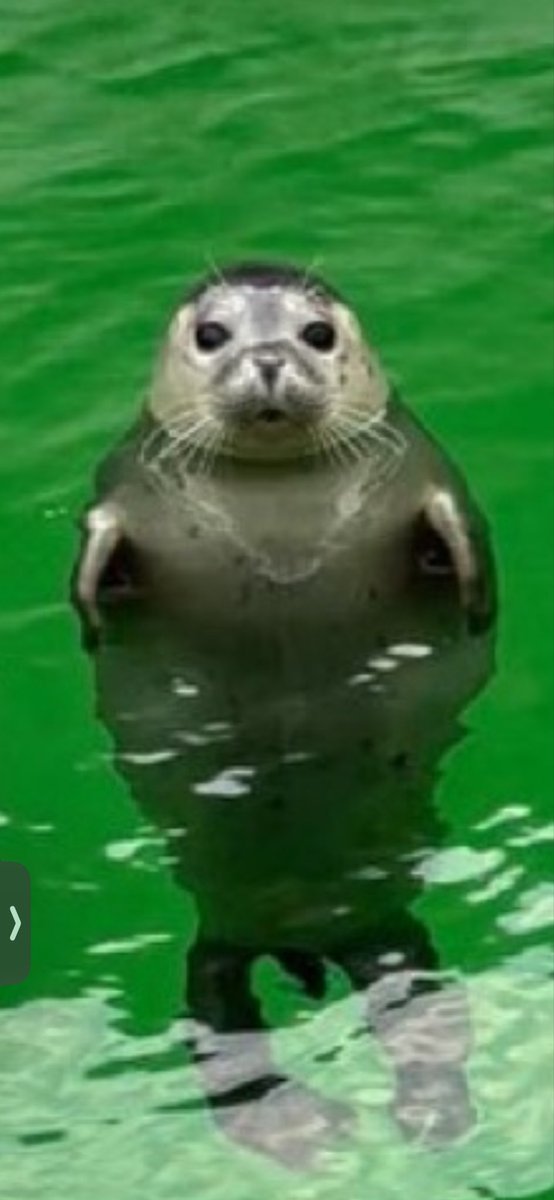 Kip 🏳️⚧️:) tweet media