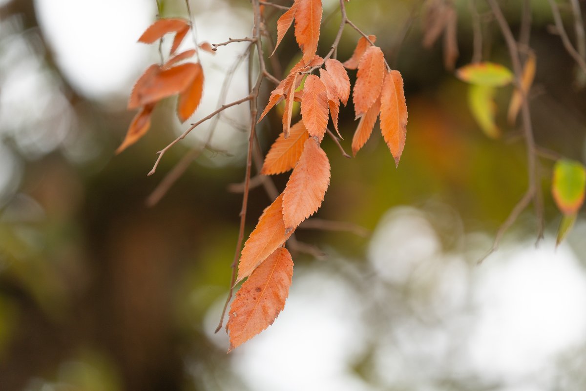 The changing of leaf colors from green to a variety of warm tones during fall isn’t just magic—it's chemistry. Leaves contain pigments, like chlorophyll, carotenes, xanthophyll, &amp; anthocyanin, that are critical to the tree but give it unique colors.

🍂  tfsweb.tamu.edu/the-magic-and-…