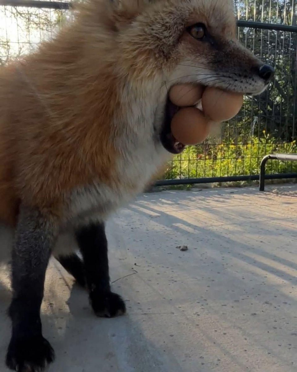 EGGS!!!🥚🥚🥚🥚🥚🥚🥚