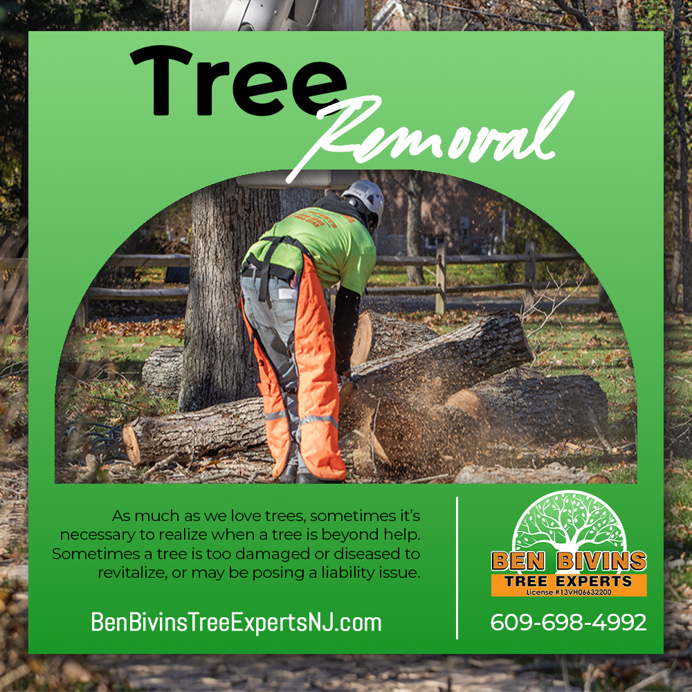 BivinsTree's tweet image. Whether damaged, diseased, or posing a hazard, our trained team provides safe, precise removal to protect your property and family. Call today!

#BenBivinsTreeExperts #TreeRemoval #TreeSafety #TreeCareNJ #StormPrep #ArboristNJ
