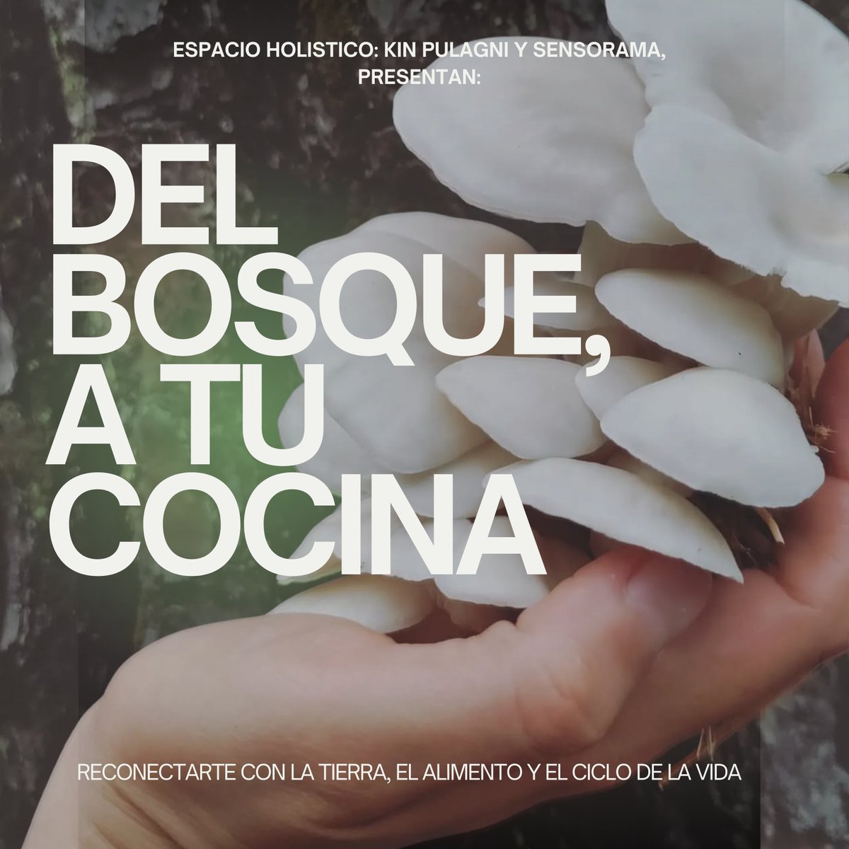 Sensorama_mx's tweet image. 🍄 Taller: Del Bosque a tu Casa
Cultiva tus propias setas comestibles 🌿
📆 29 nov | 11:00-15:00h
📍 Kin Pulagni, CDMX
💰 $600 | Cupo limitado
🎟️ wa.link/ovsm85
#Sensorama #TallerSensorial #naturaleza