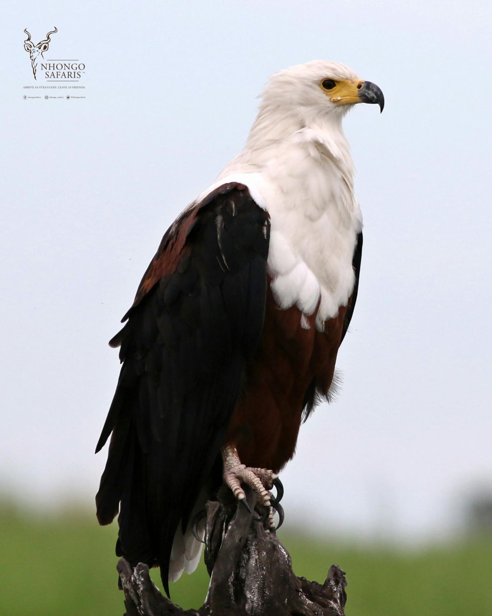 Perched high on a dead tree, the African Fish Eagle surveys its kingdom.
With its piercing call echoing across rivers and lakes, the African Fish Eagle is often called the ‘Voice of Africa.’ Did you know it can spot prey from over 1 km away?

Witness this symbol of freedom in the