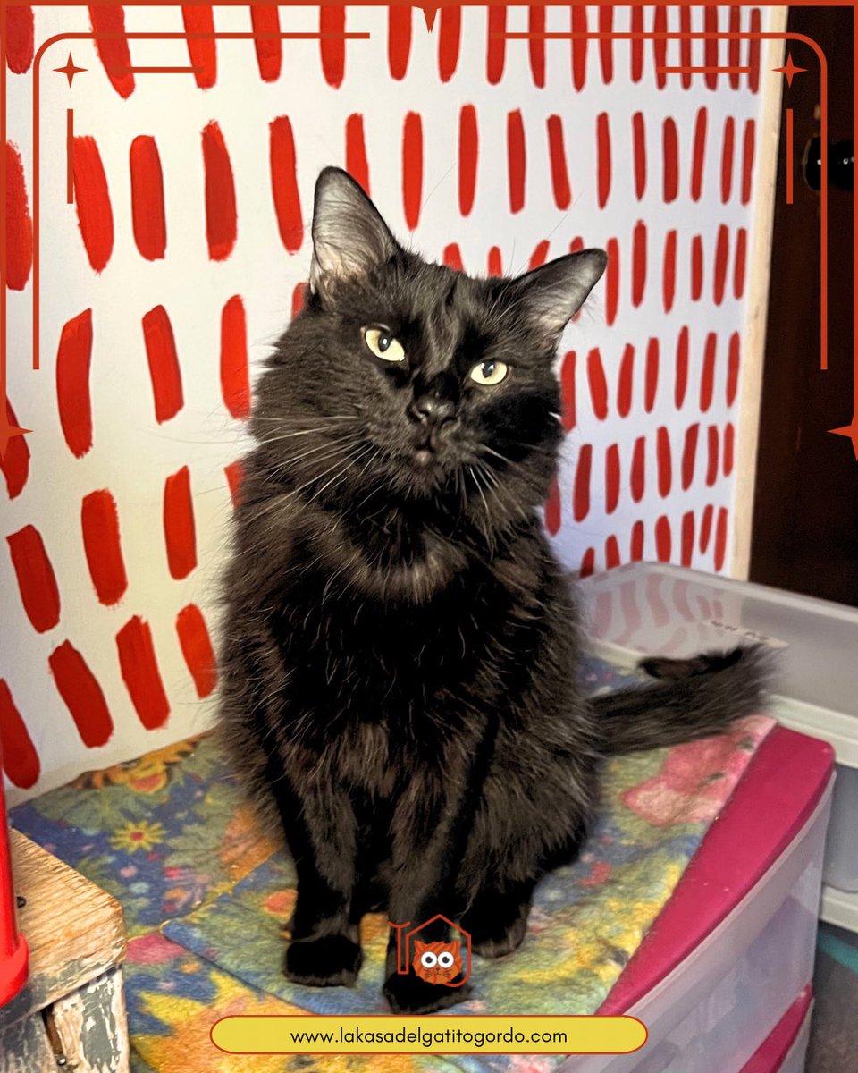 Buen día Karens del 🌍 

-Zennith