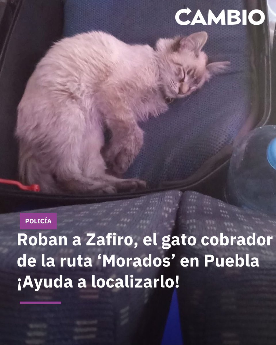 Diario_Cambio's tweet photo. 🥺😭Roban a Zafiro, el gato cobrador de la ruta ‘Morados’ en Puebla ¡Ayuda a localizarlo!

El famoso gato “Zafiro”, conocido por acompañar todos los días a su dueño en la unidad 48 de la ruta JBS, fue robado por pasajeros a bordo del camión cuando circulaba a la altura de Santa Mago, en la ciudad de Puebla. El hecho ocurrió la mañana del lunes 2 de noviembre, alrededor de las 7:15 a.m., y desde entonces su familia no ha parado de buscarlo.

#diariocambio #Puebla