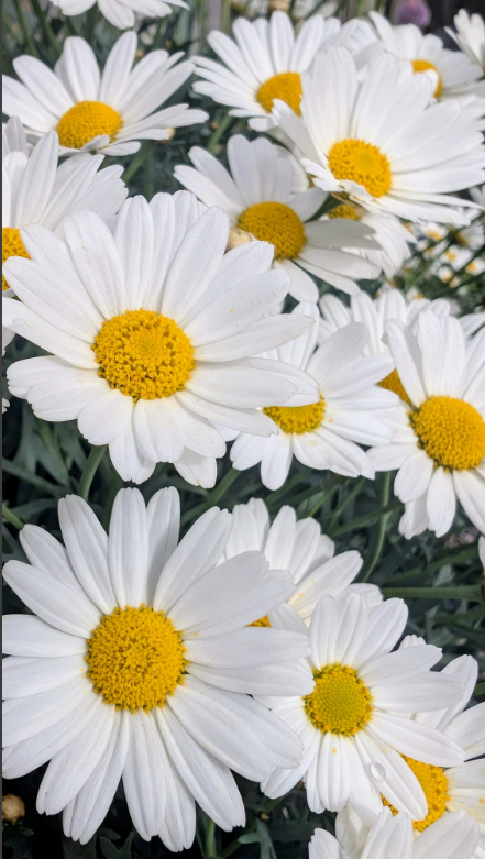 Robert Downes tweet media