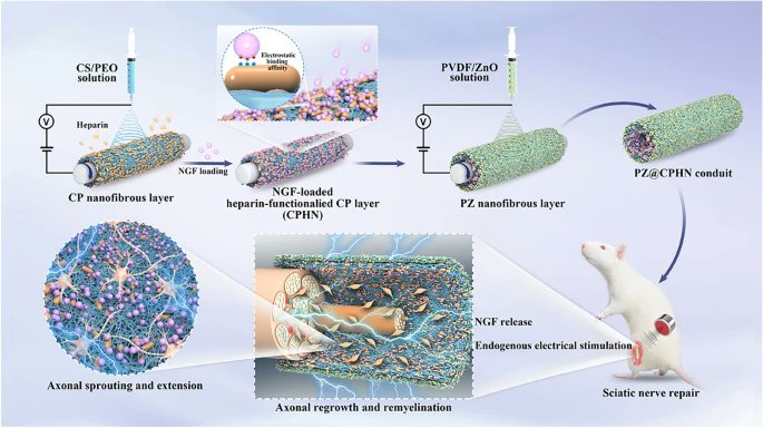 MaterialsF85318's tweet image. Dual Biomimetic Nanofiber Conduits Enable Synergistic NGF Delivery and Endogenous Piezoelectric Stimulation for Peripheral Nerve Regeneration
🧑‍🎓Liming Zhao et al.
🏫East China University of Science and Technology
🔗link.springer.com/article/10.100…
#Peripheral nerve regeneration