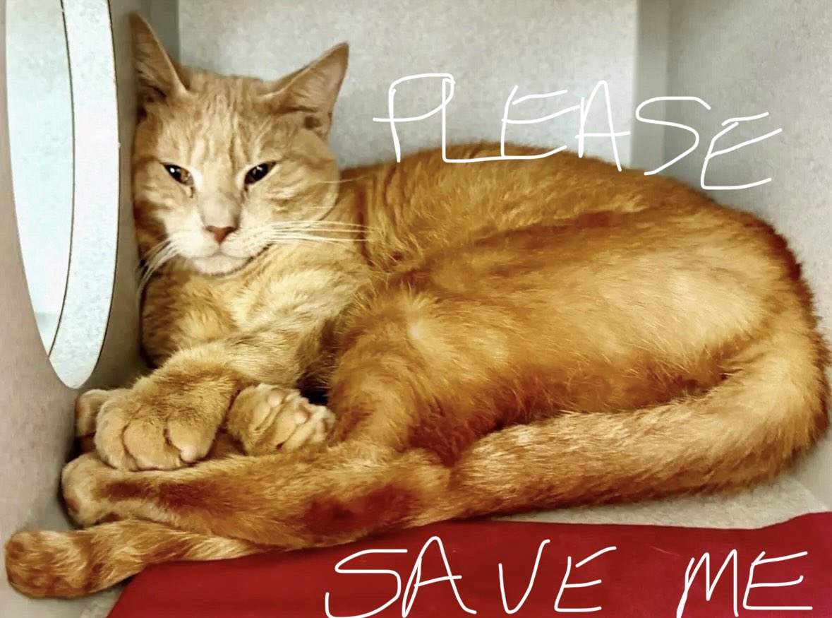 catgirl321's tweet image. 🆘CODE RED•PRIORITY🆘
Terribly upset and confused, sweet gentle BUTTON SERVICE (6yrs) needs #IMMEDIATE #RESCUE‼️‼️

*PLEDGES CRITICAL TO SAVE HIS LIFE*

PLEASE #RT #PLEDGE #FOSTER #ADOPT - EVERYTHING you can do to  #HELP✔️
#cats #NYC #AdoptDontShop #SharingSavesLives
RT@wezylinn