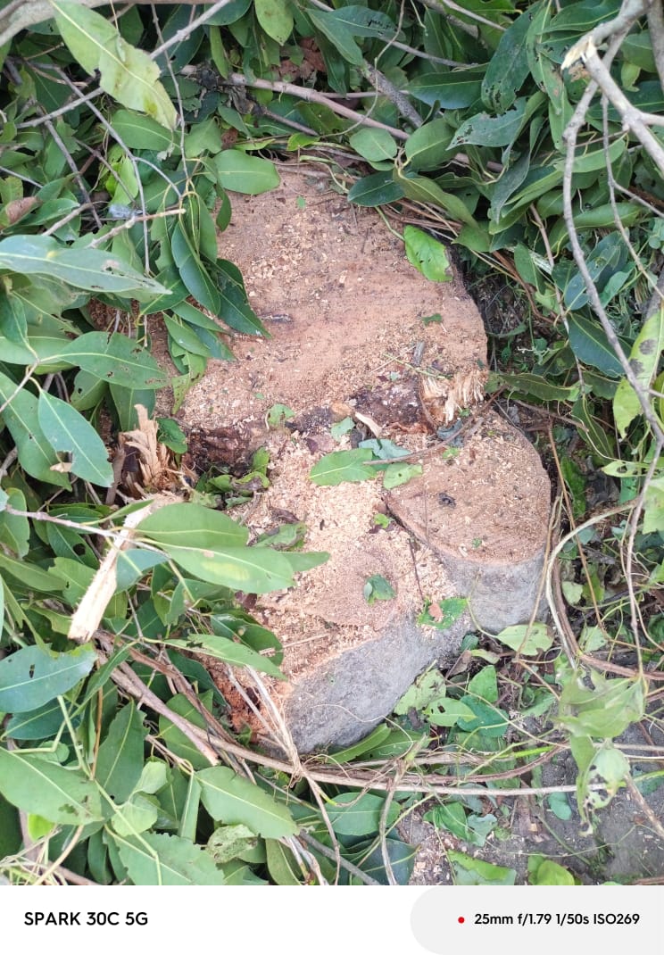 वन माफिया,आए दिन हरियाली पर चला रहे आरा,न वन विभाग का खौफ,न पुलिस का डर,पूरा मामला पहला ब्लॉक के महुआडाणा का बताया जा रहा है जहां पर दो जामुन के पेड़ बिना परमिट दबंग ठेकेदार के द्वारा काटकर ले जाने का कार्य किया गया,<a href="/DfoSitapur/">Dfo Sitapur</a> <a href="/Uppolice/">UP POLICE</a> <a href="/dm_sitapur/">DM Sitapur</a> <a href="/sitapurpolice/">Sitapur Police</a>