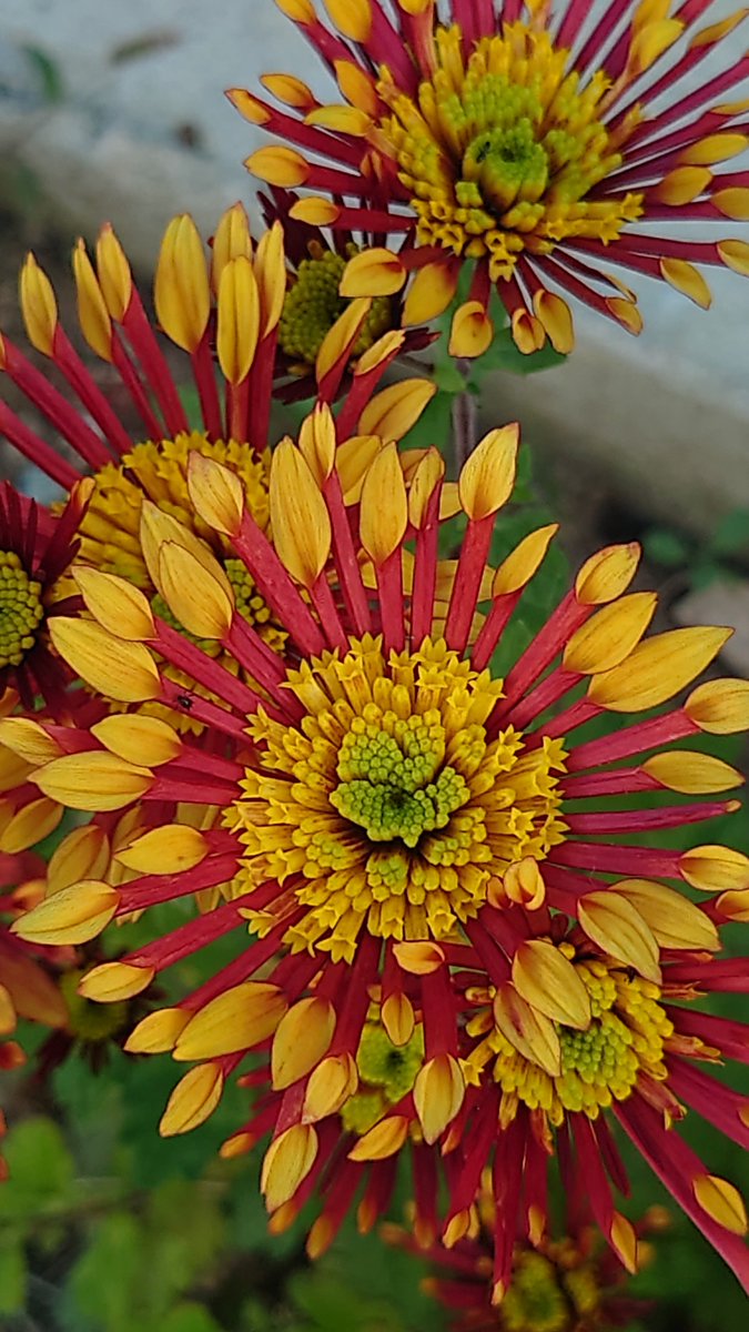 Une photo prise aujourd'hui dans mon jardin et là on se dit que la nature est absolument parfaite, merveilleuse 
Très belle soirée à tous ❤️