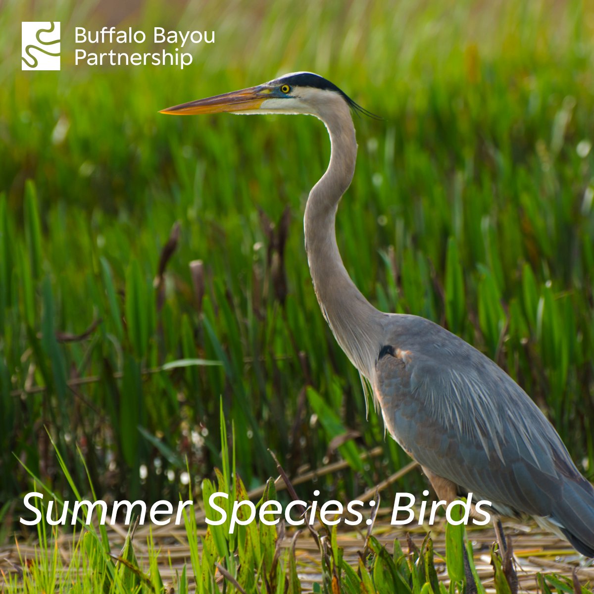 Buffalo Bayou Partnership tweet media