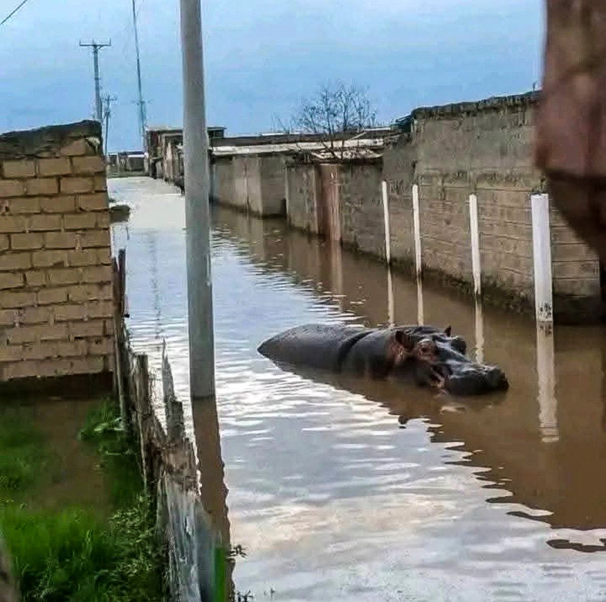 Mosesnoah254's tweet photo. When a hippo swims where families once walked it’s more than #flooding, it’s a warning.
Lake Naivasha has overflowed. Homes lost.  Lives changed.
Nature isn’t fighting us it’s reminding us.
If water forgets its place, humanity pays the price
#LakeNaivasha  #ClimateCrisis #nature https://t.co/5zCYnz3szb