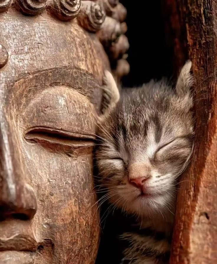 #peace 

P E A C E

is always

W E L C O M E🕊️

📷: Pinterest