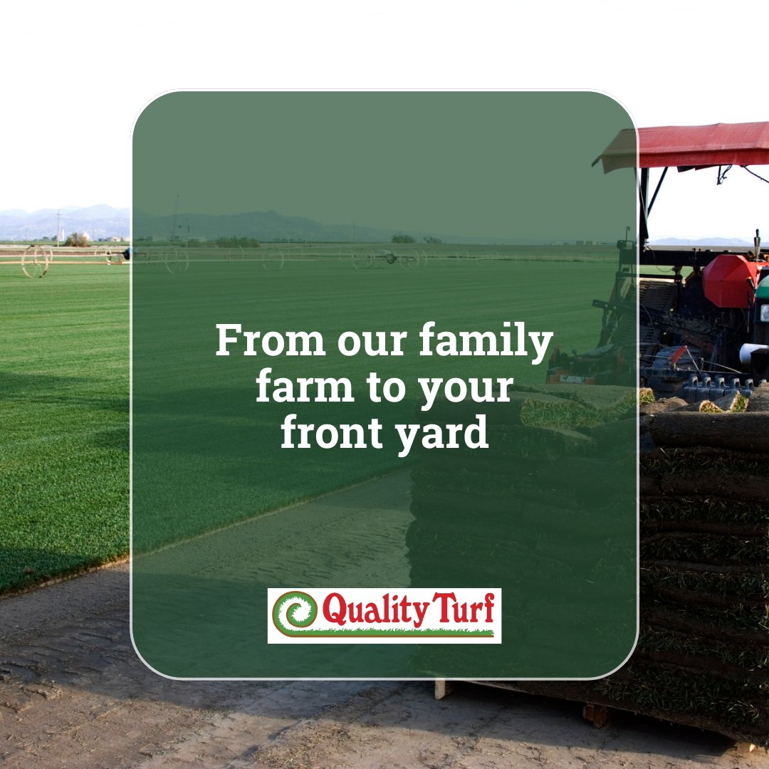As a family-owned business, we know lawns, and we know our community. 💚 We’ve been growing and installing fresh sod right here in Southern California for over four decades. 🌱🍃

We’ve seen it all, and grown it all! 🌞
📞 951-654-7721 | 🔗 qturf.com

#FarmToLawn