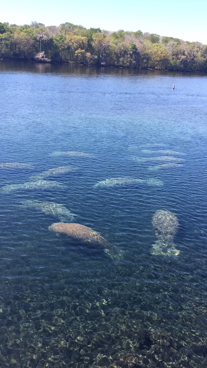 Did you know that it's Manatee Awareness Month? November is marked as the month manatees begin making their annual return to the warm waters of Florida's springs, and the perfect month to raise awareness of the threats facing manatees and their habitats.