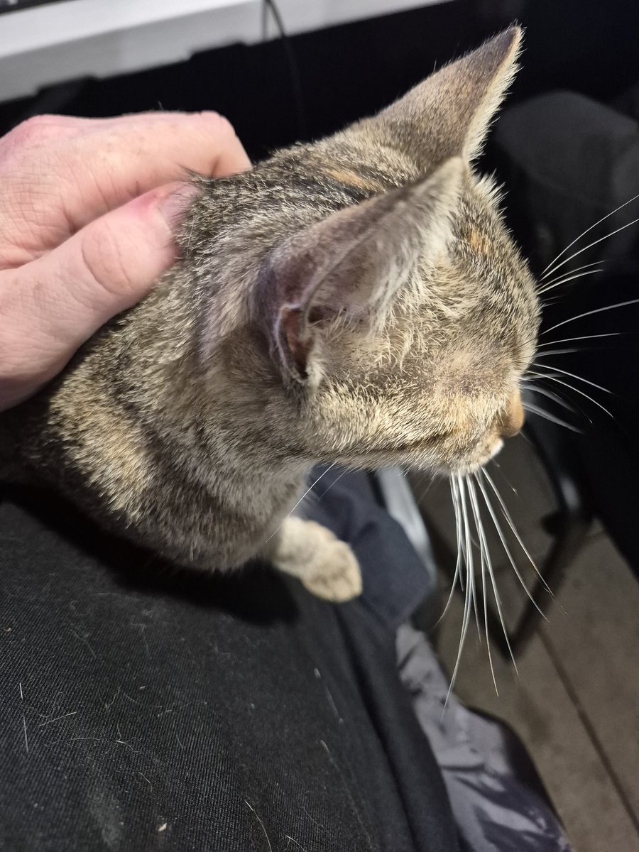 Залишилось всього лише 4 тисячі
send.monobank.ua/jar/6BDyhT1hKt
Для привернення уваги показую іншу кицьку