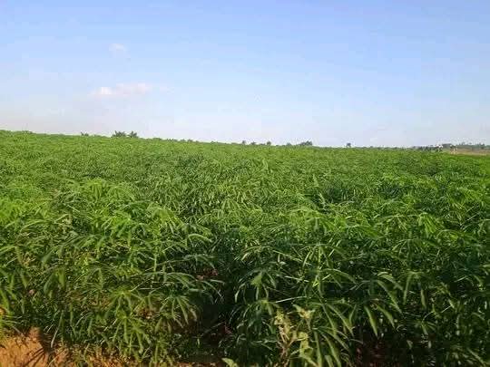 eterreroc's tweet photo. Los meses de noviembre y diciembre son optimo para la siembra de cultivos varios en la campaña de frio, lo que requiere de un esfuerzo superior de nuestros productores y bases productivas.
#IslaDeLaJuventud 
#SentirPinero https://t.co/pIx6tH7hGO