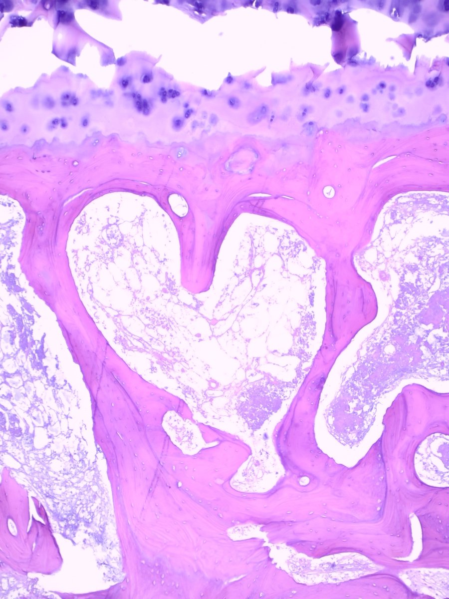 UTHealth Houston Pathology tweet media