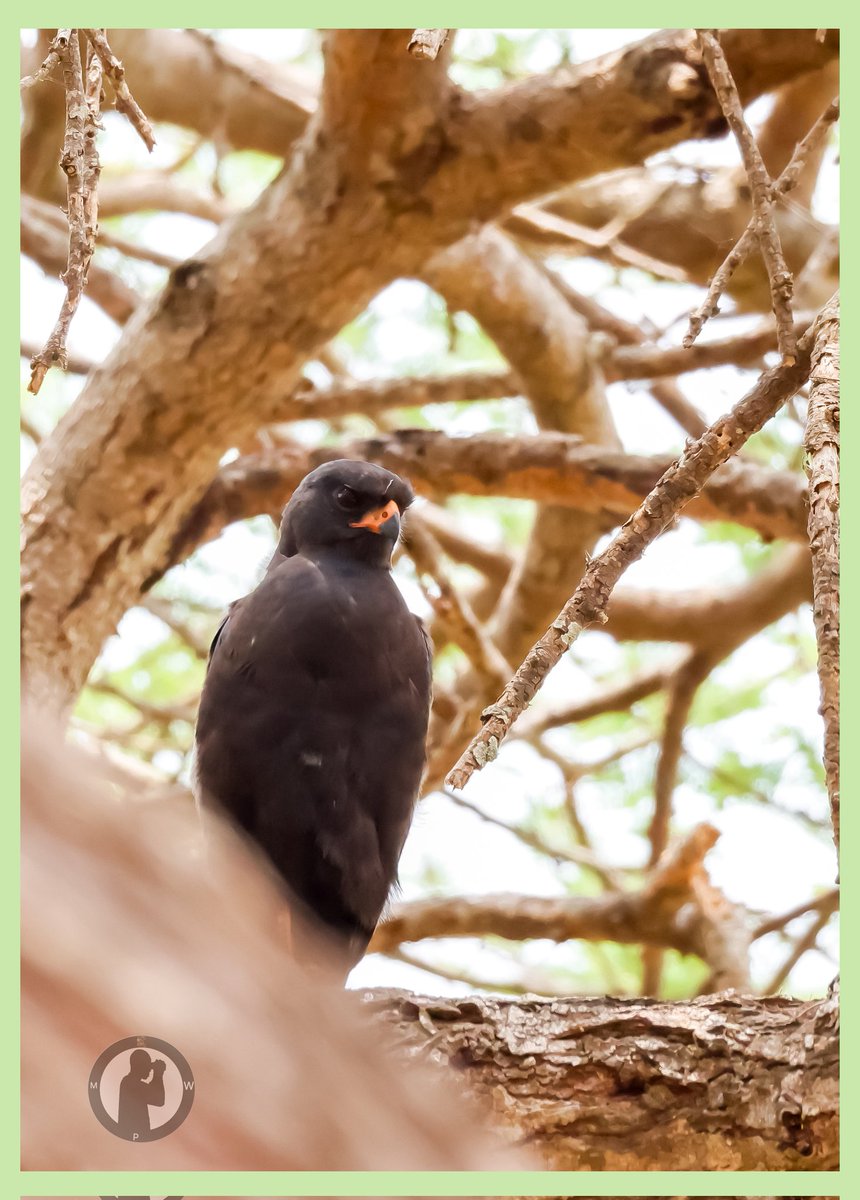 Melanistic Gabar Goshawk

Teita Taveta Wildlife Conservancy,Taita Taveta County,Kenya(October 2025)