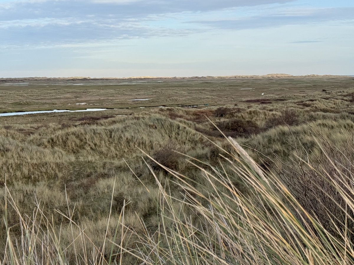 meintebonthuis's tweet image. In de Kooikdûnen...