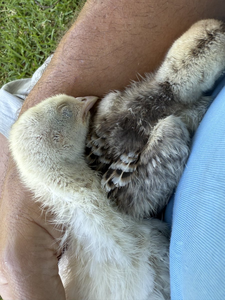 My pet turkeys, Tiny &amp; Rocky