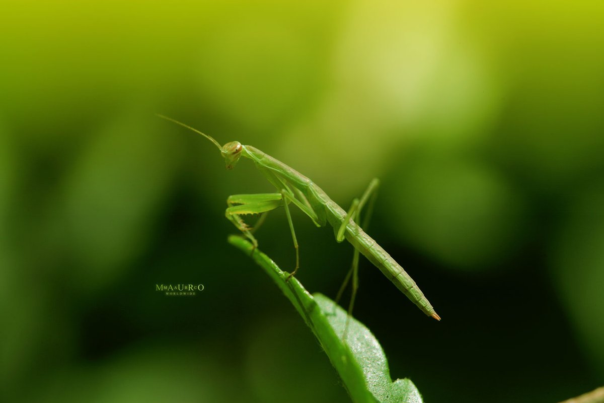 MarcMauro's tweet photo. ATTN: PHOTOGRAPHERS!!!

..Good Morning ..FUN FACT* ..Female praying mantises may eat their mates, sometimes even before mating is complete.😳..another FUN FACT* ..there is a really great OPEN CALL on @WebbieSocialApp taking place RIGHT NOW!👇..& you won't get eaten for entering!

..do you have any TOP NOTCH WILDLIFE photos? ..YOU DO!?! ..then what are you waiting for!! ..I WANT TO SEE YOUR BEST! ..so go enter the WILDLIFE competition RIGHT NOW! ..& don't date anyone who will start eating you during sex.. unless you are into that sort of thing.. #QUESTIONMARC

SPONSORS: @mbwishes @TangoZuluEcho @gh0stt_dev