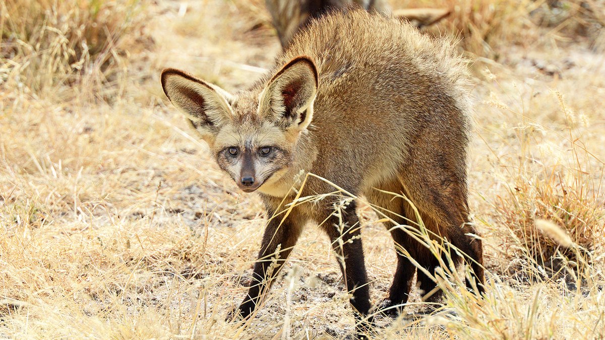 MelsBracelets's tweet photo. Bat-eared Fox - African Savannah #NaturePhoto #NaturePhotography #WildlifeWednesday #wildlife #wildlifephotography #bateared #fox #africana #Africa #Savannah #naturalbeauty #explorer #ears https://t.co/7C1qa1lJ3W