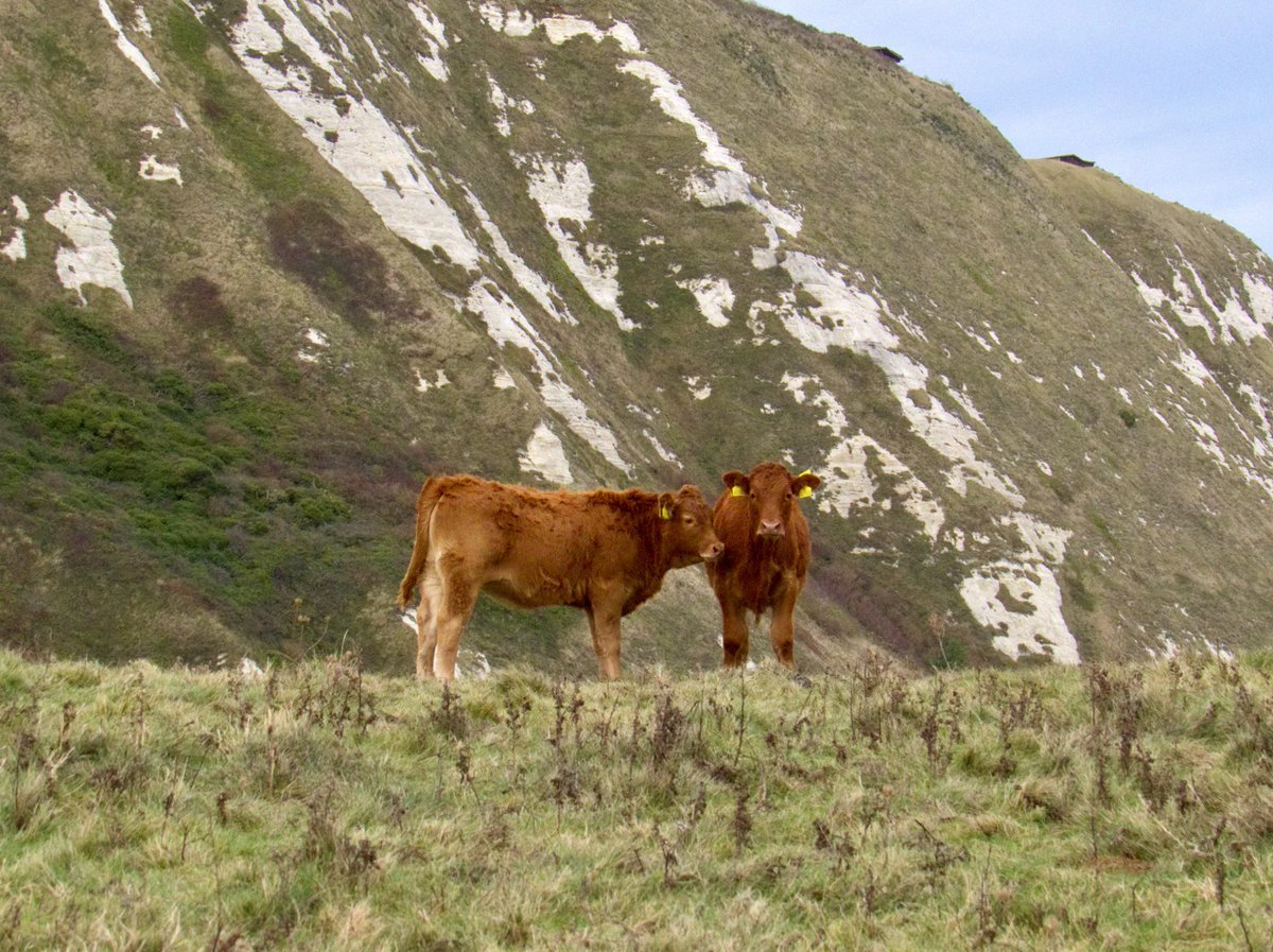 Called out of work to watch baby cows playing by the seaside