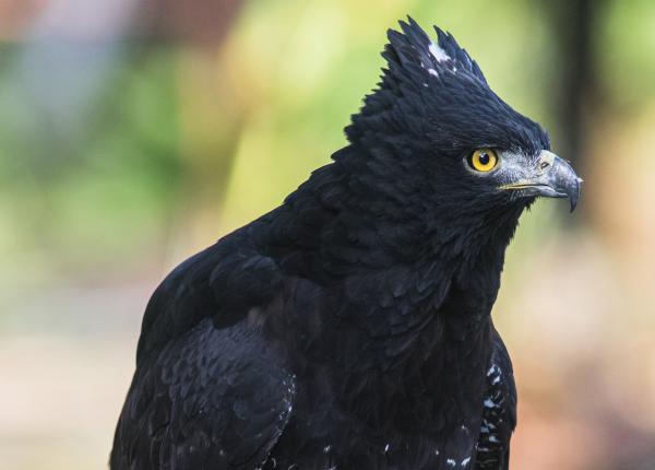 polygonesi's tweet photo. so elegan....so diciplins 🐦‍⬛🐦‍⬛🐦‍⬛ https://t.co/lR1bSqvy3u