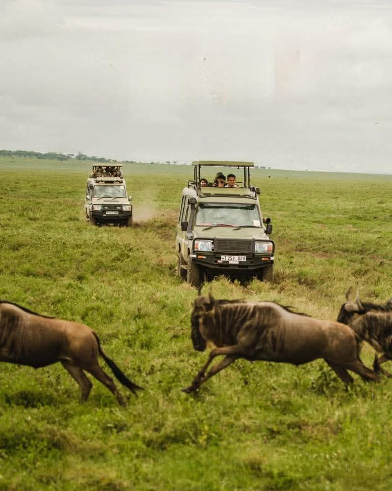 AfroaidV's tweet photo. We AFROAID TOURS are a local Tour Operator, located in Arusha Tanzania, we are looking for private partners, European and American tour companies to collaborate with us to find customers who are interested in visiting Tanzania's attractions such as Serengeti National Park, etc https://t.co/xLUh9FDX5G