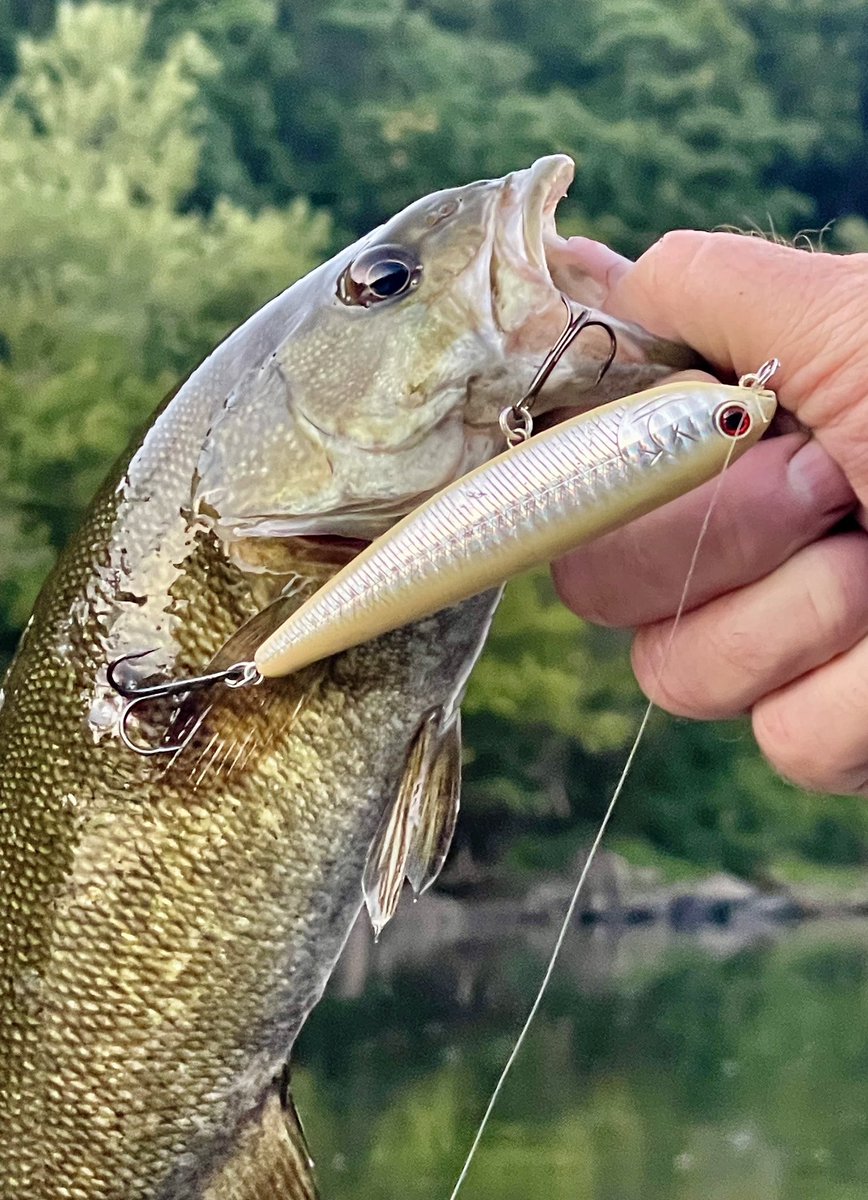 LuckyCraftUSA1's tweet photo. “Throwing the Sammy 100 and working it with a smooth, steady "walk on water" motion made for many enjoyable evenings on the river this summer.”-New River Bronzeback Adventures #Sammy100 #BoneShad #LuckyCraft https://t.co/pPiF57b9hl