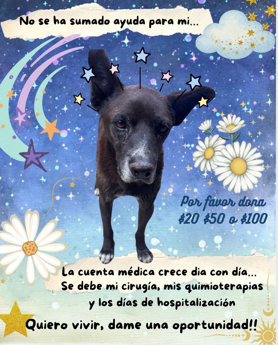 🚨 Bartolo nos necesita urgentemente 

Está hospitalizado, con días pendientes de pagar, y aún debemos su cirugía.
Pronto iniciará quimioterapias, necesitamos reunir dinero para comprar la vincristina y cada hora cuenta.

Su vida depende del apoyo y la unión de todos!!

Por