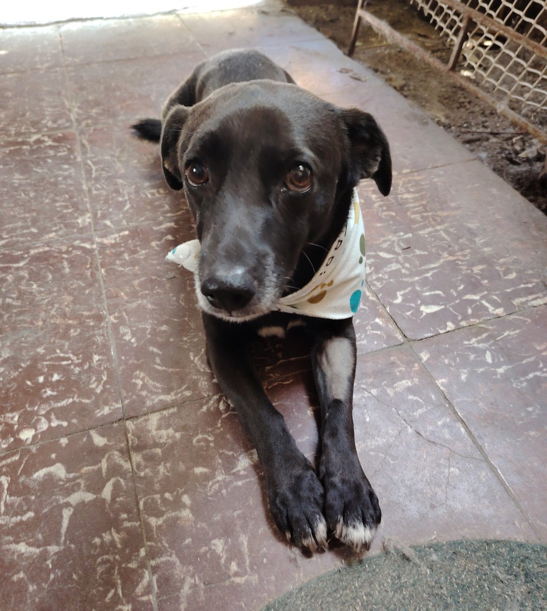 eltuitdemarsh's tweet photo. Cholito, de entre 5 a 6 años, en adopción responsable. Es pequeño, muy tranquilo y cariñoso. Se lleva bien con otros perritos. Le gusta salir a pasear y hace sus necesidades fuera. Está castrado y desparasitado. Si deseas darle un hogar, comunícate al +56934498163.
#Pudahuel https://t.co/nLeGDJrQP7