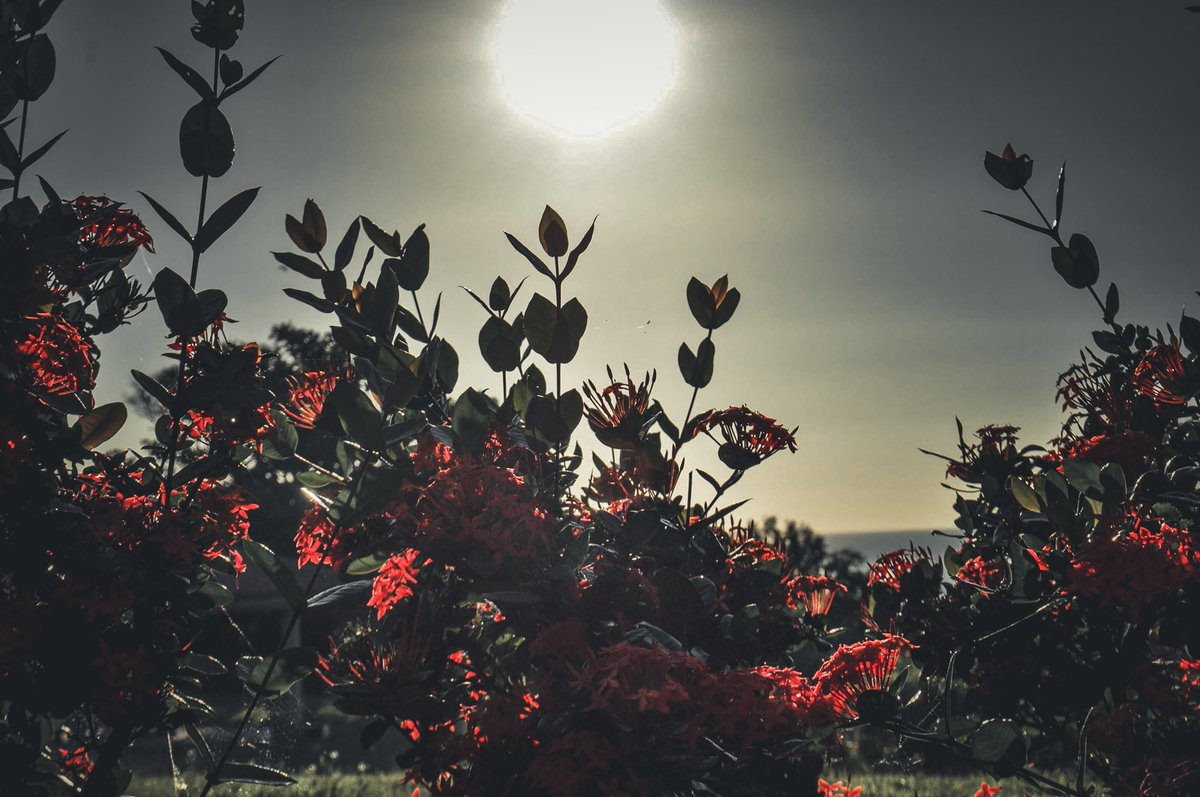 Shakabo (@shaka_bo) on Twitter photo 