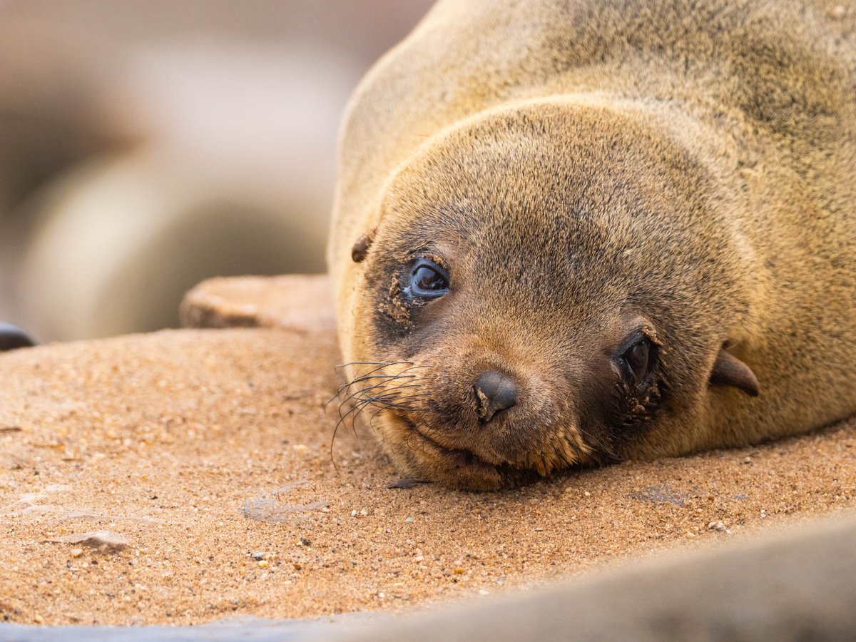 José Manuel Caballero Fernández tweet media