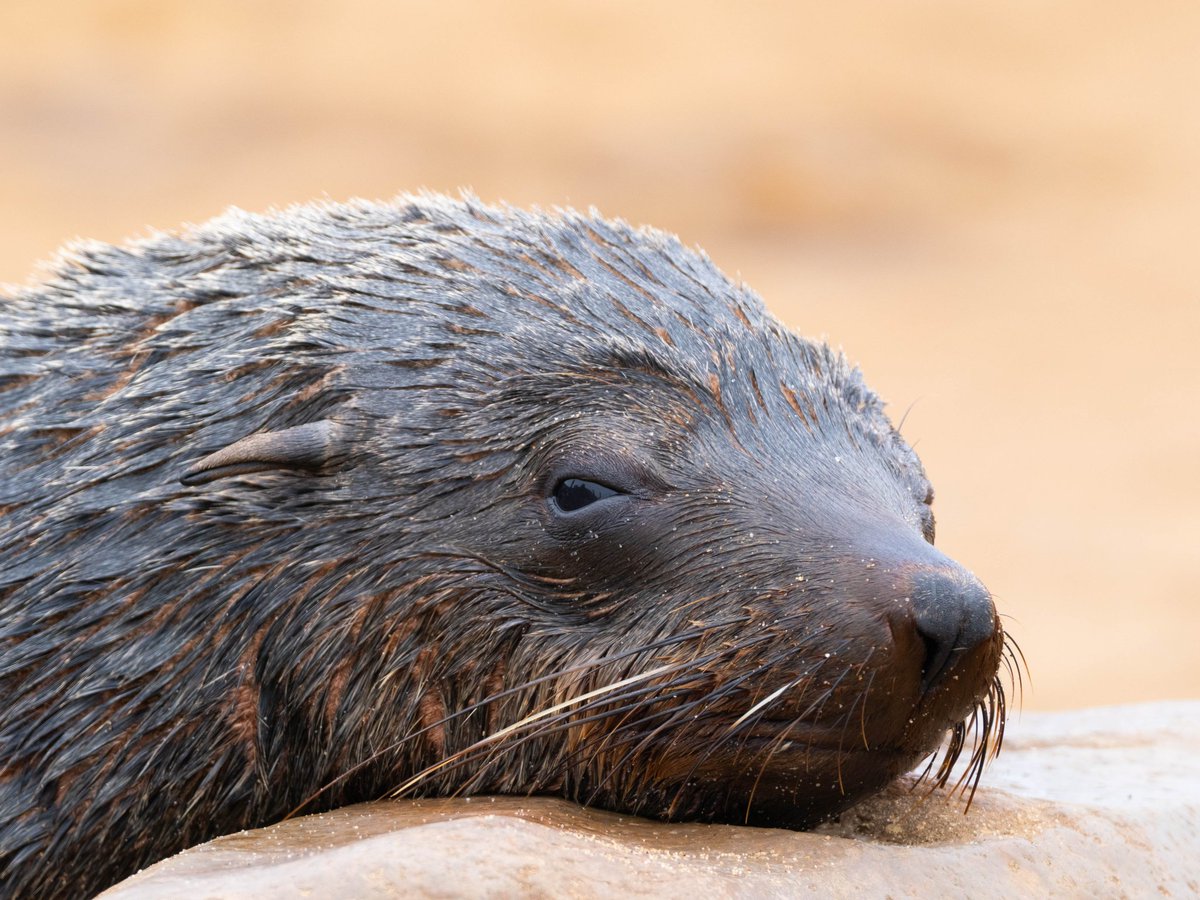 José Manuel Caballero Fernández tweet media