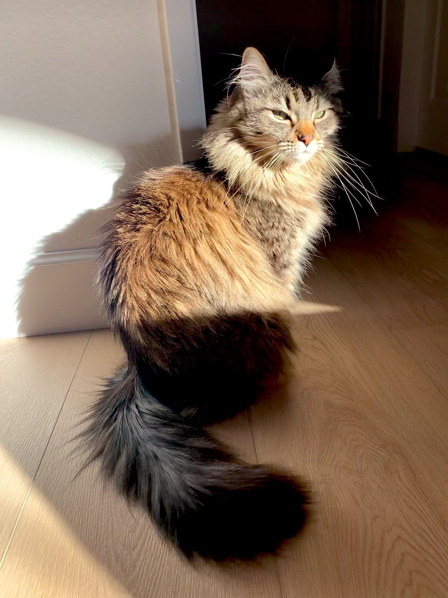 Опиши характер своего кота одним фото: 

(её котейшество Киара)