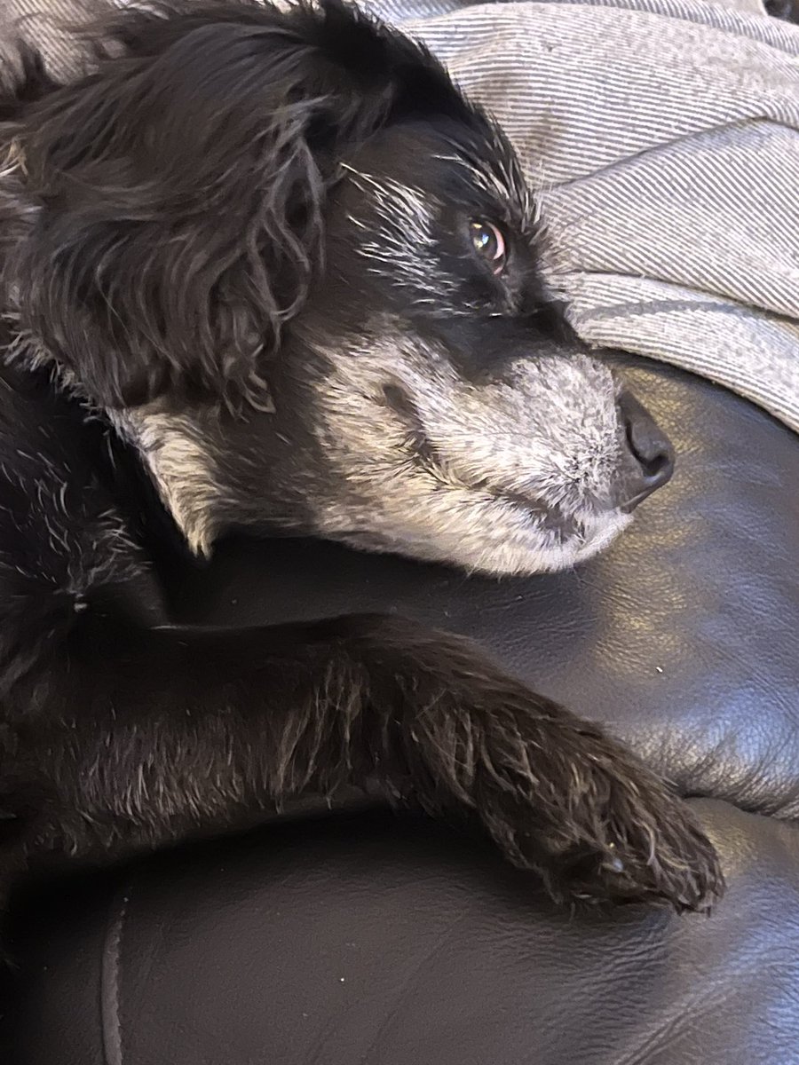 FeeHenderson72's tweet photo. @ClassicFM willow enjoying her evening thanx to #petclassics x https://t.co/YgVmPMoNNU