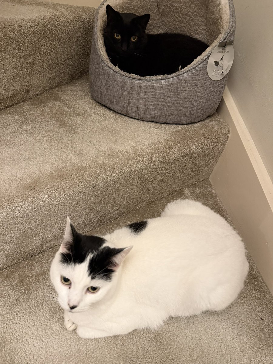 Bit of mutual support this bonfire night, luckily not too loud here. Pet friendly radio on as well. This is possibly the closest they’ve got for non food reasons.