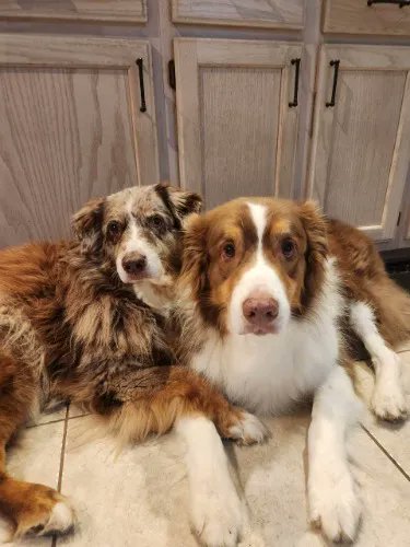HydratedBarry's tweet photo. I just received Veterinary Bills (Thor's Surgery) from Erin B via Throne. Thank you! https://t.co/SP37Aso0gX #Wishlist #Throne https://t.co/AjetyuJFyK