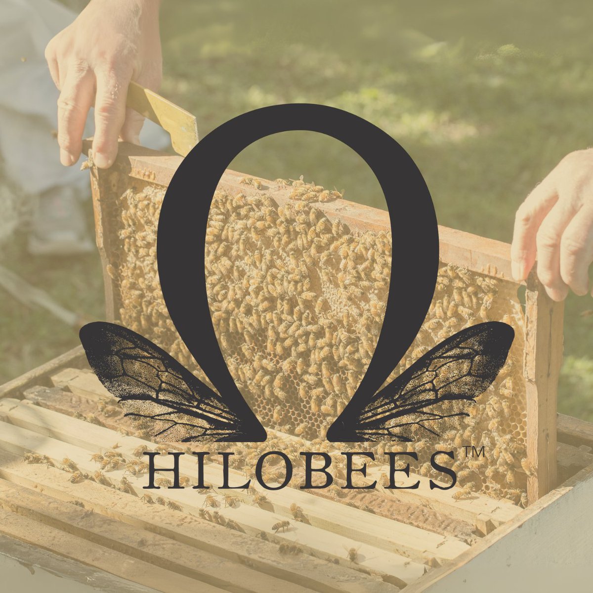 ProjectApism's tweet image. Big ideas start with vision + teamwork. 🐝
The Hilo Bees Project aims to breed honey bees with natural Varroa resistance and scale them for commercial use. After years of building partnerships, funding &amp;amp; genetics, the work is paying off.

#HiloBees #VarroaResistance