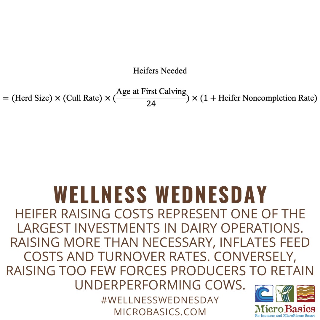 MicroBasics's tweet image. Define your heifer rearing strategy- Heifer raising costs are one of the largest investments for dairy operations. In today’s marketplace overproduction can strain resources and too few may risk herd productivity and be very costly if replacements need to be purchased.