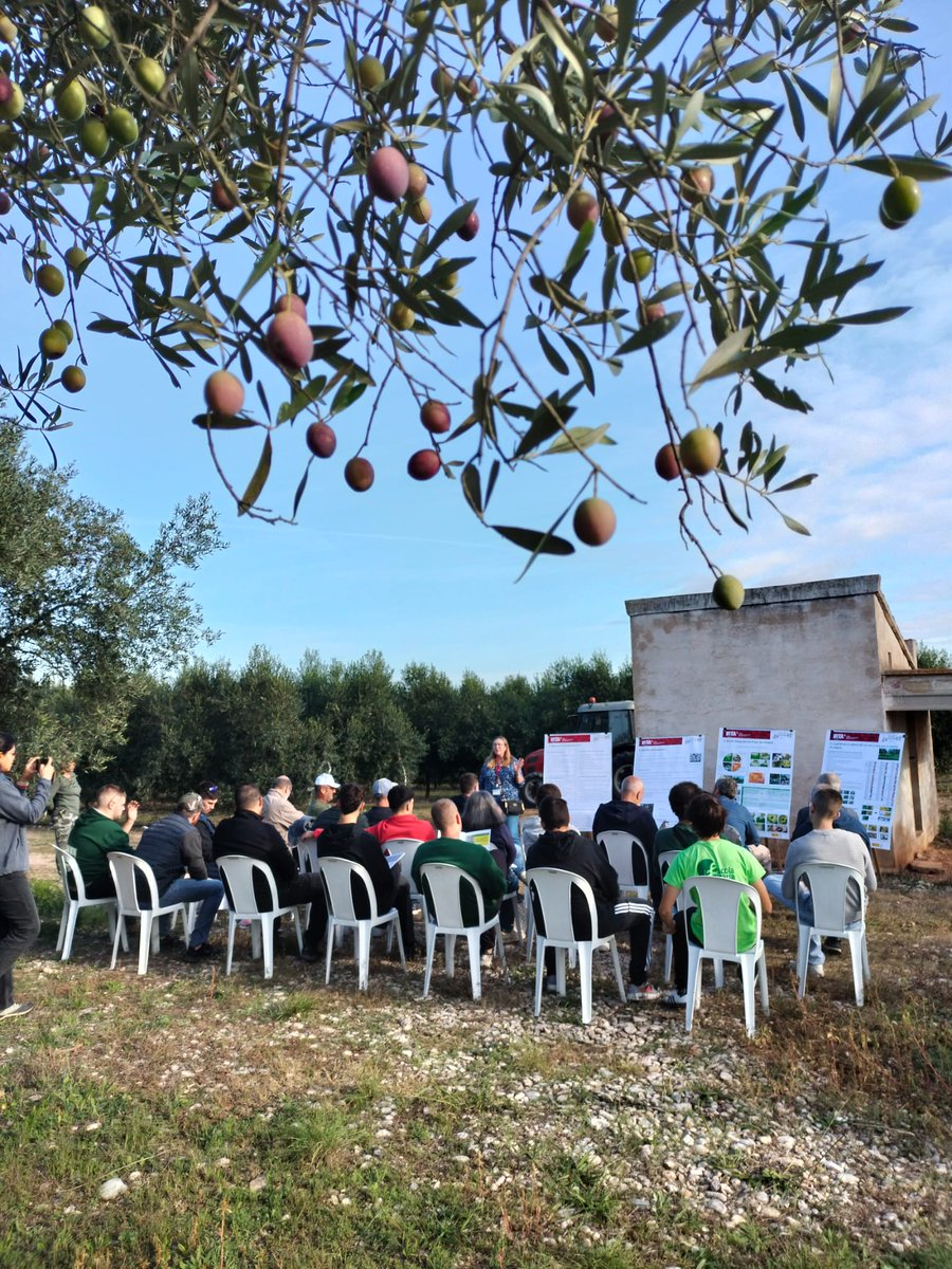 🌿 The SAFWA project continues empowering Mediterranean farmers!
This morning in Godall (Spain) a hands-on session on sustainable olive farming: machinery, kaolin &amp; Bacillus thuringiensis for pest control, plus a live demo on smart spraying.
#SAFWAProject <a href="/PrimaProgram/">PRIMA Program Mediterranean Partnership 🇪🇺</a>